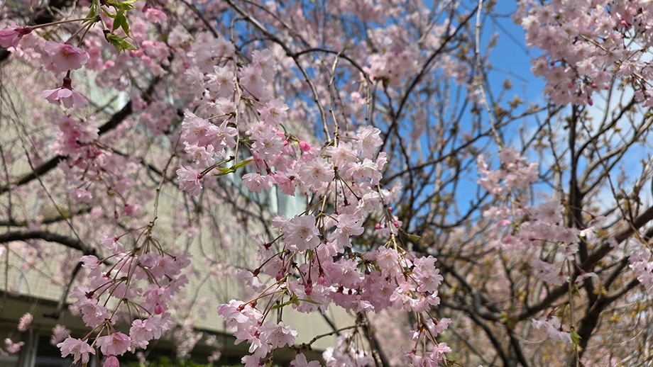 桜